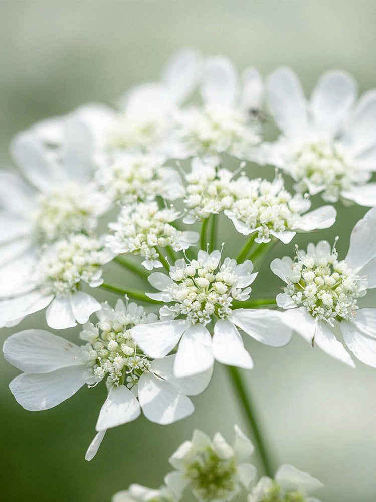 white lace flower seeds Bellfarm® White Laceflower Seeds (Orlaya grandiflora) – MUCIAKIE