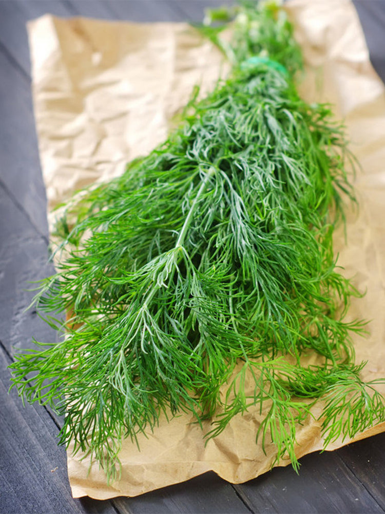 Dill , Anethum graveolens