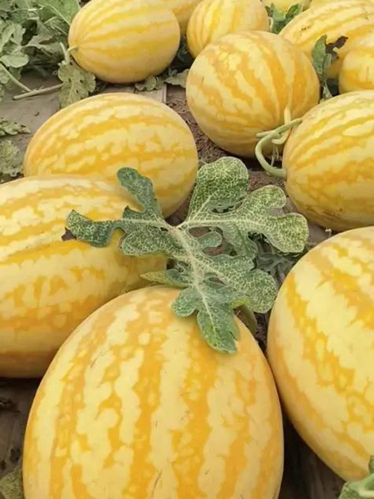 'Jinshuai 02 Golden Robe' Watermelon