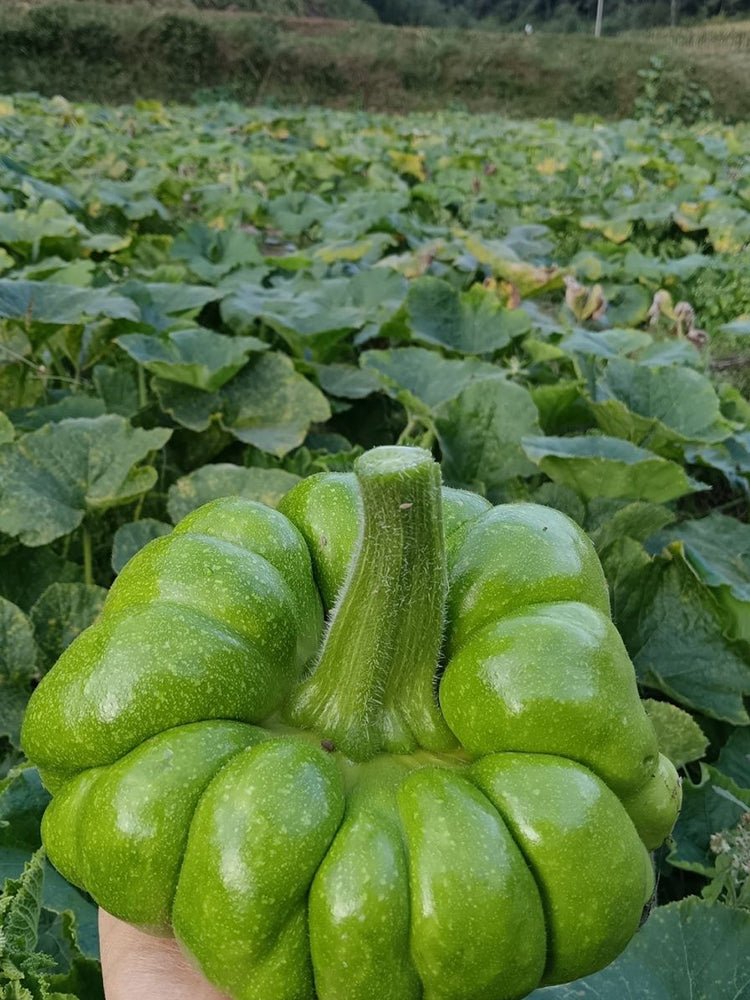 Jiangbing Pumpkin