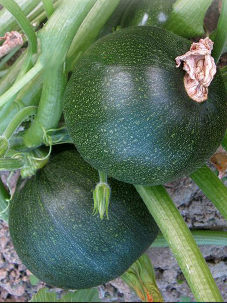 Shengfeng Dark Jade Zucchini