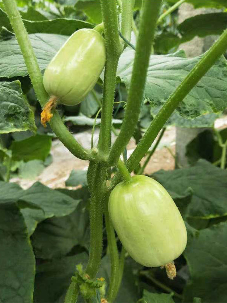 Yunü Mini Fruit Cucumbers
