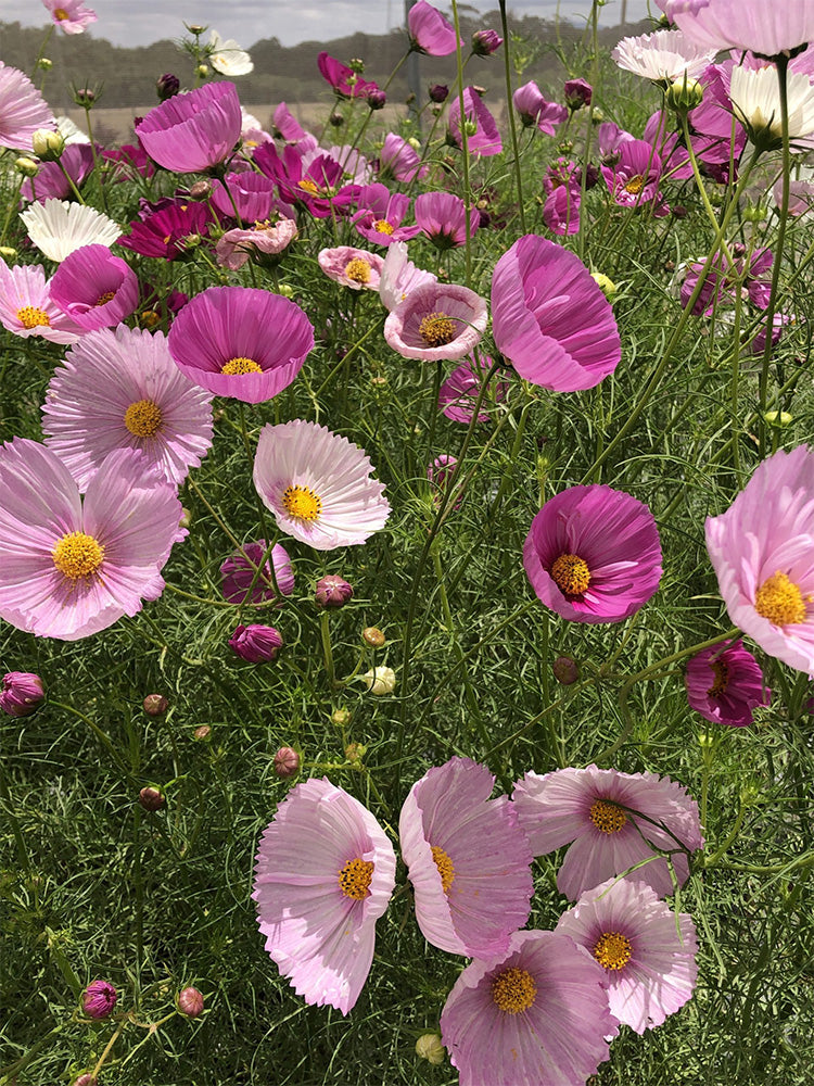 Hezhichun Cosmos bipinnatus 'Cupcakes'