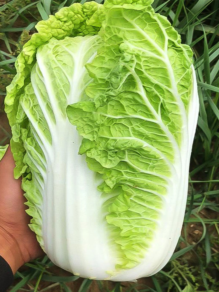 'Qiuguan 70' Chinese Cabbage
