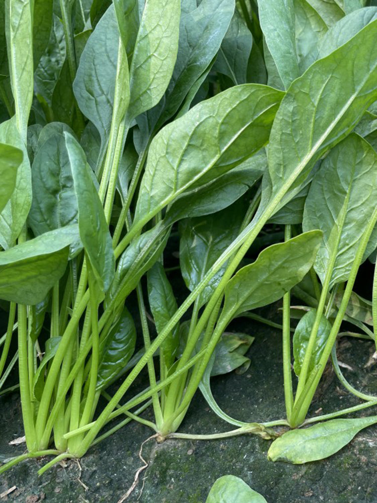 Four Seasons Spinach