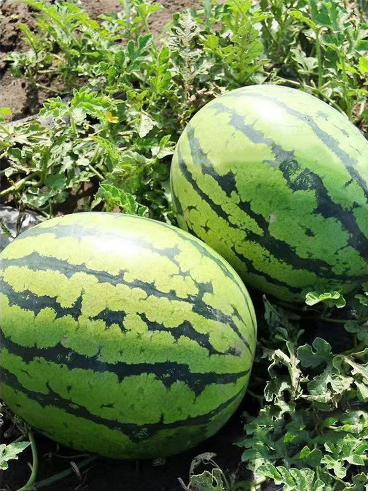 Qilin No.1 Watermelons