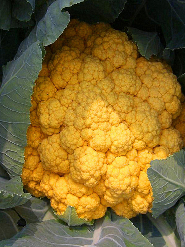Golden Cauliflower (Brassica oleracea var. Botrytis)
