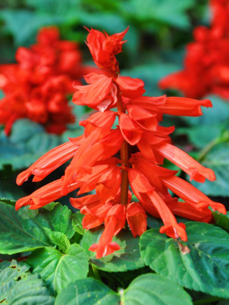 Scarlet Sage (Salvia splendens)