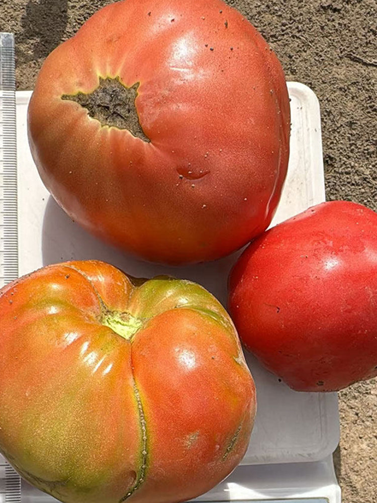 Classic Beefsteak Tomato