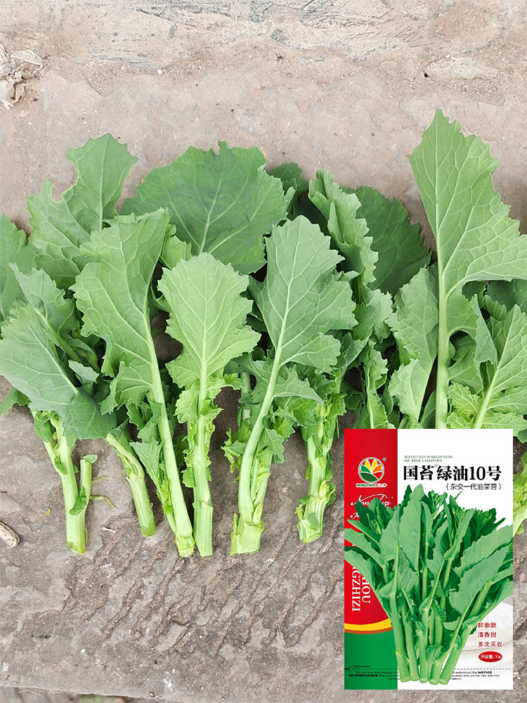 Lvyou No.10 Youcaitai (Chinese Flowering Cabbage)
