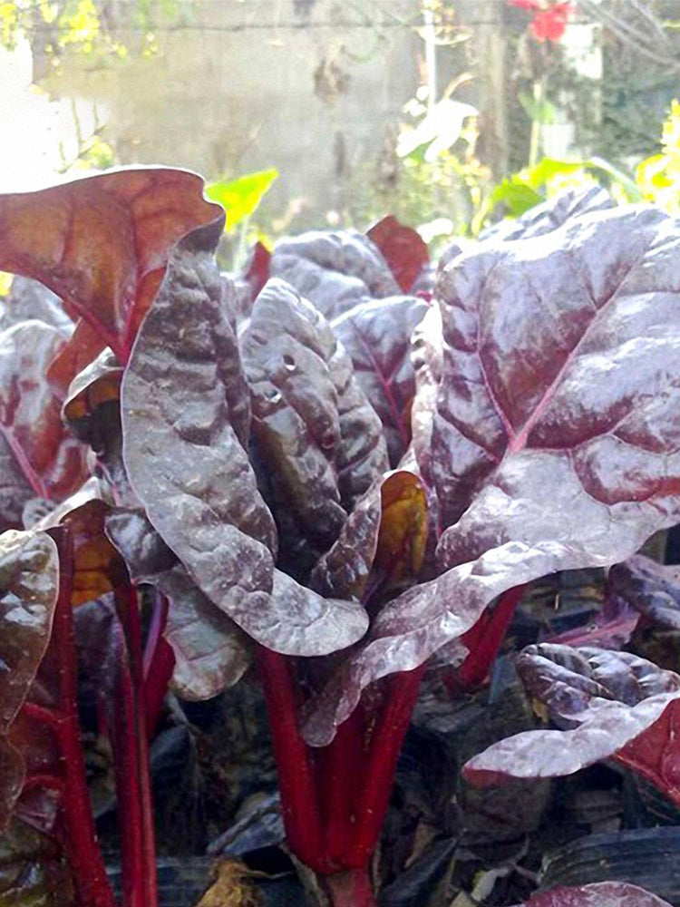 Red-Leaf Chard