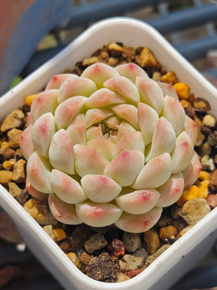 Echeveria 'Peach Pride'
