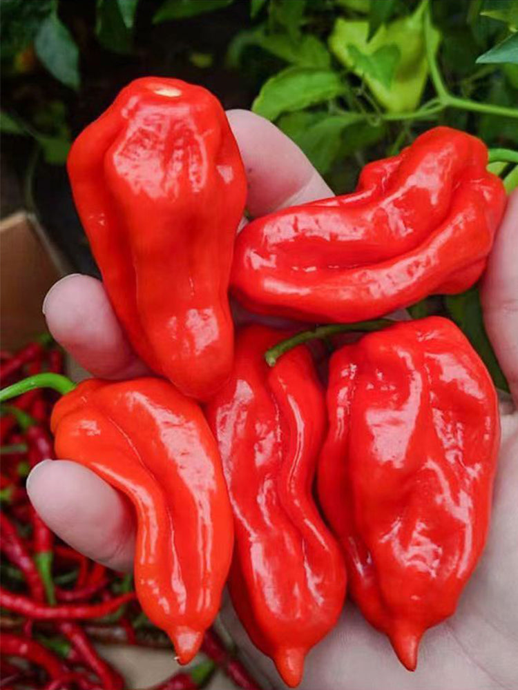 Ghost Pepper