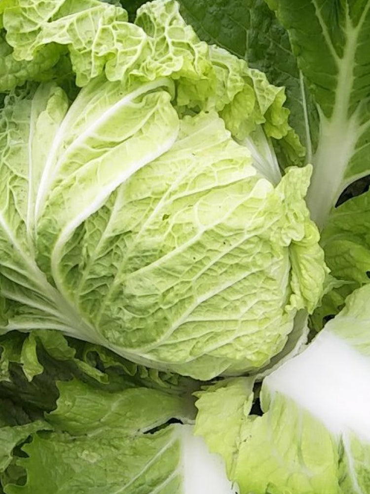 Delicious Compact-head Chinese Cabbage