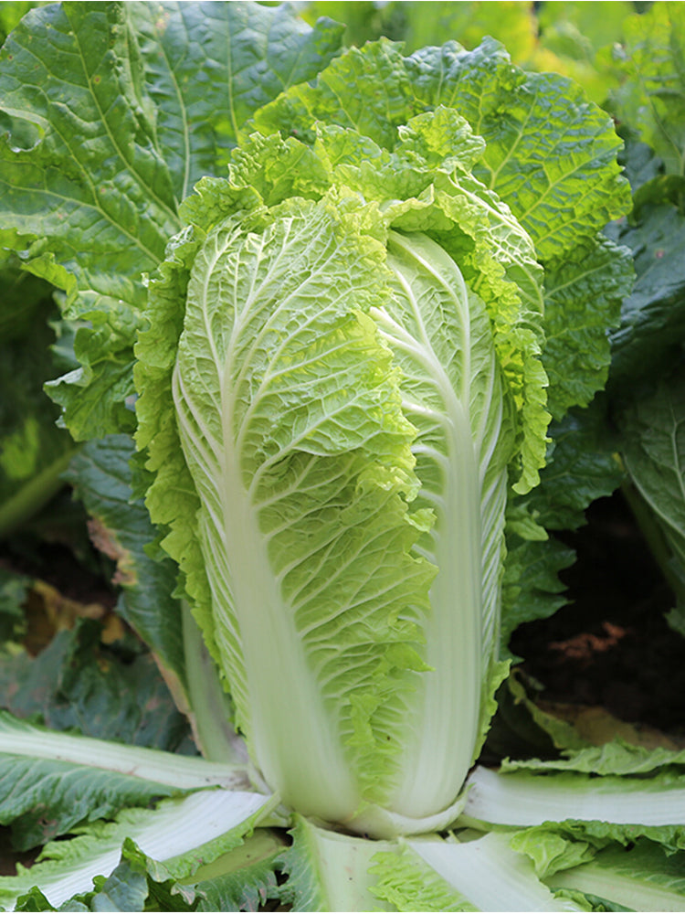 Early-maturing No.5 Chinese Cabbage