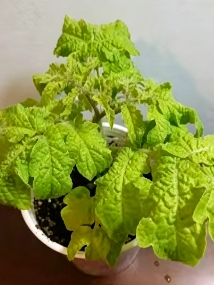 936 Dwarf Super Cool Melody Tomato