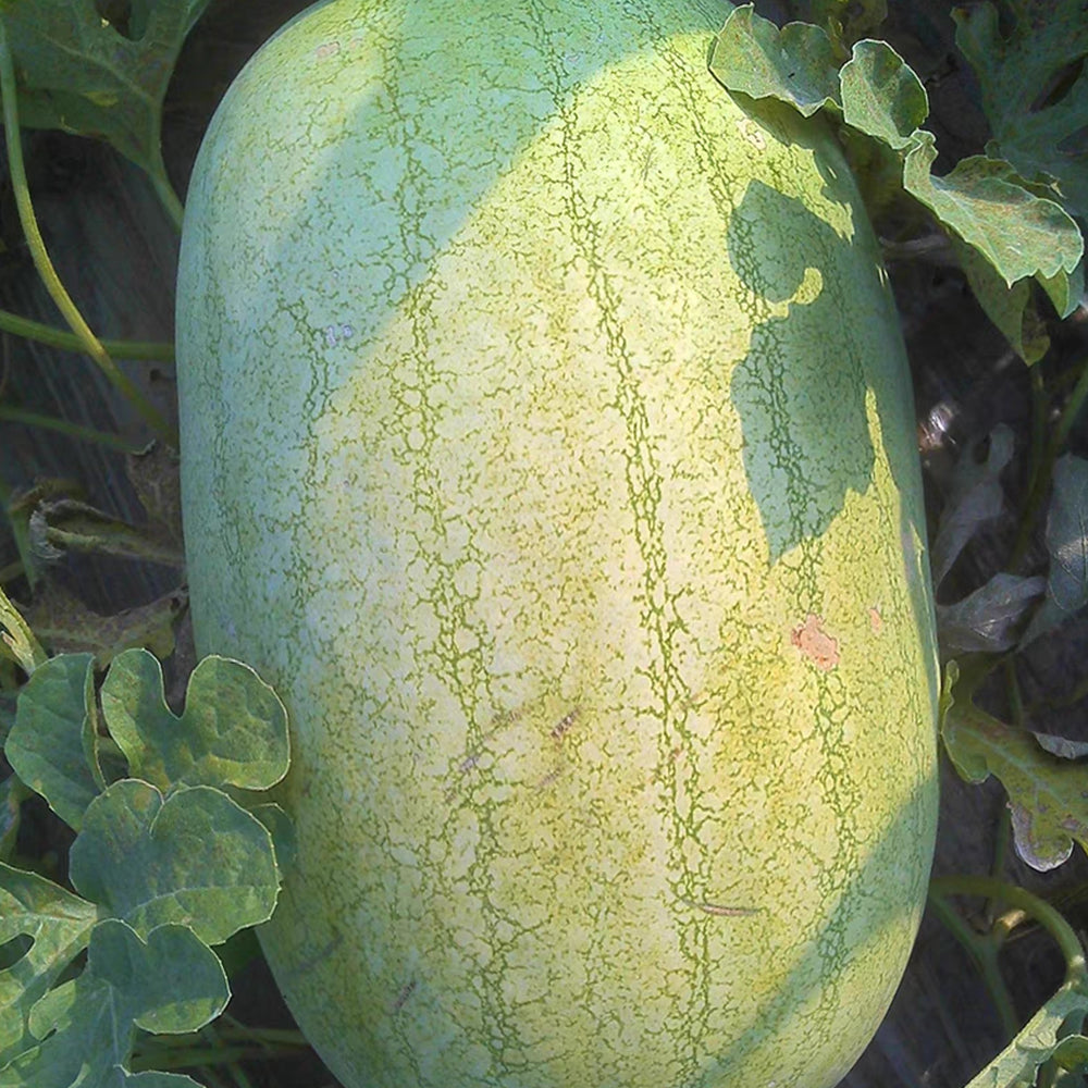 5 Bags (50 Seeds / Bag) 'Green Emperor' Watermelon Seeds