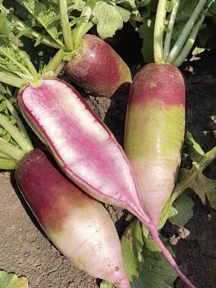 Ice Cream Radish