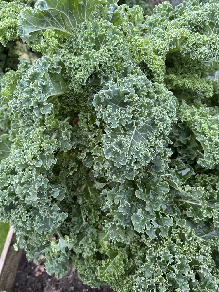 Curly Kales