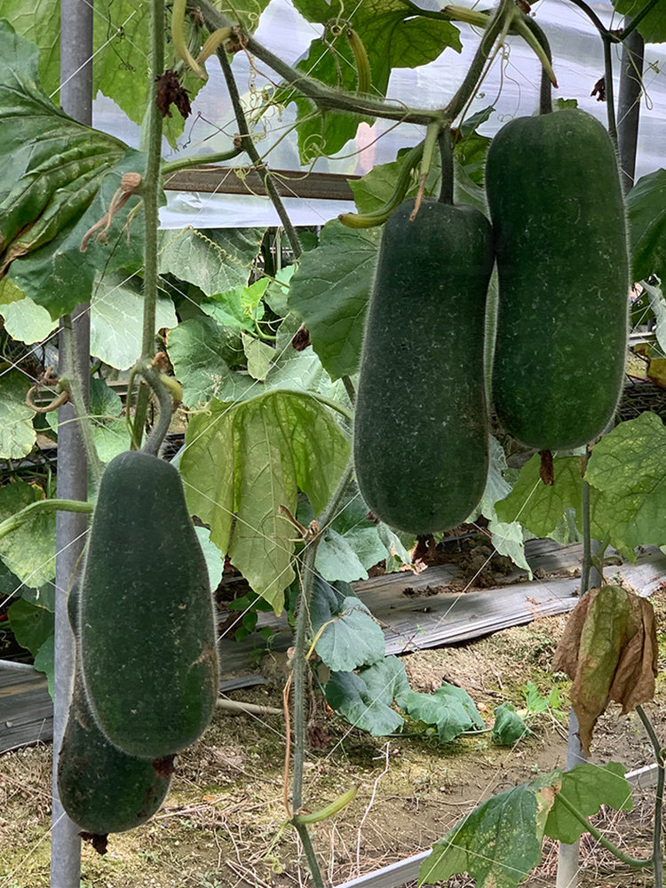Yueguang Wax Gourds