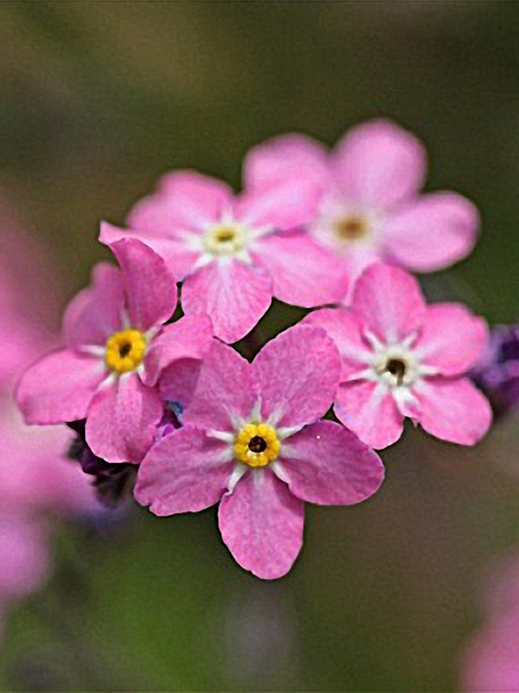 Pink Alpine forget-me-not (Myosotis alpestris)