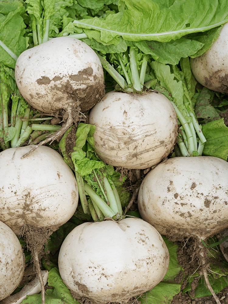 Crystal-clear White Radish