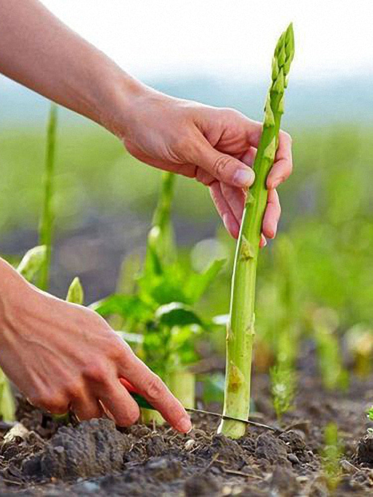 Green Asparagus (Asparagus officinalis L.)