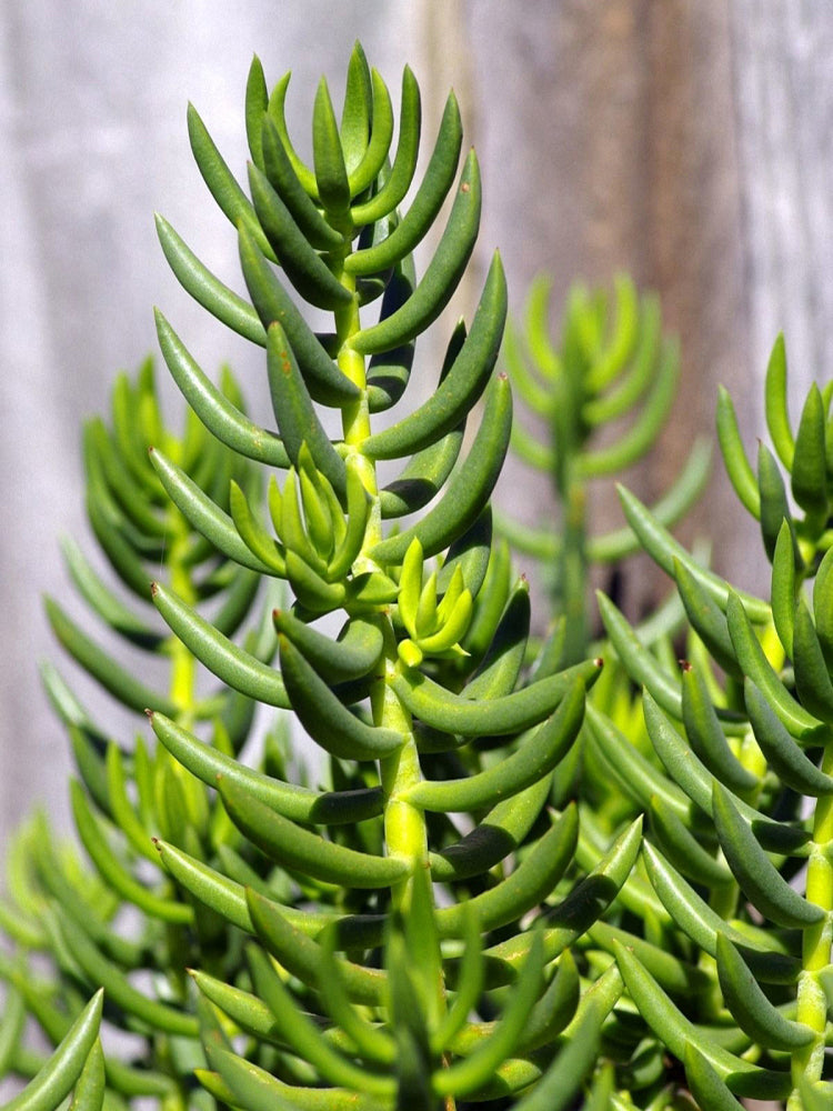 Reflexed Stonecrop (Petrosedum rupestre)