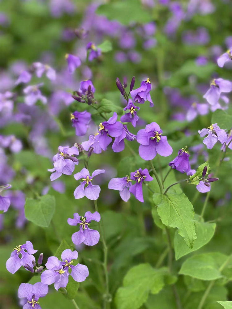 Chinese violet cress (Orychophragmus violaceus)