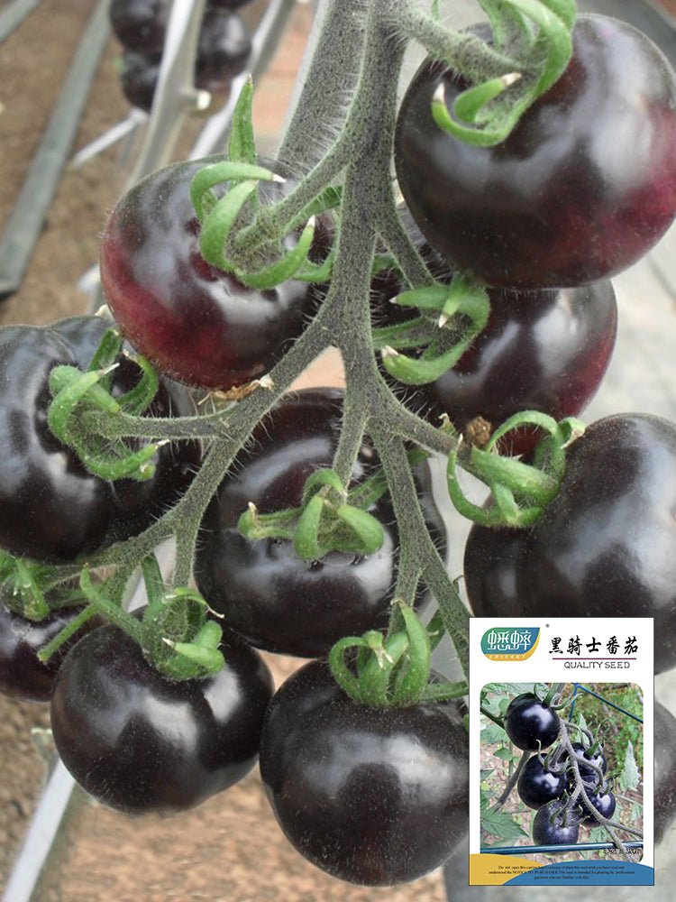 Black Knight Tomatoes