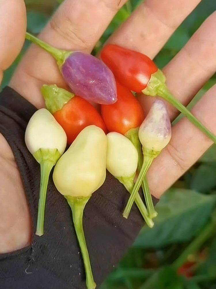 Colorful Bullet Pepper