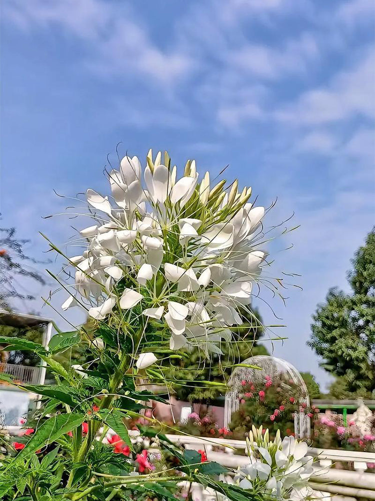 White Spider Flowers (Cleome houtteana)