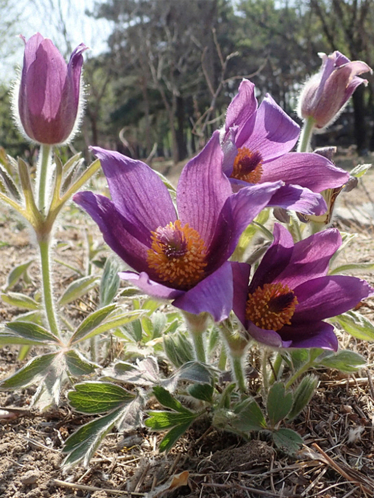 Pulsatilla chinensis