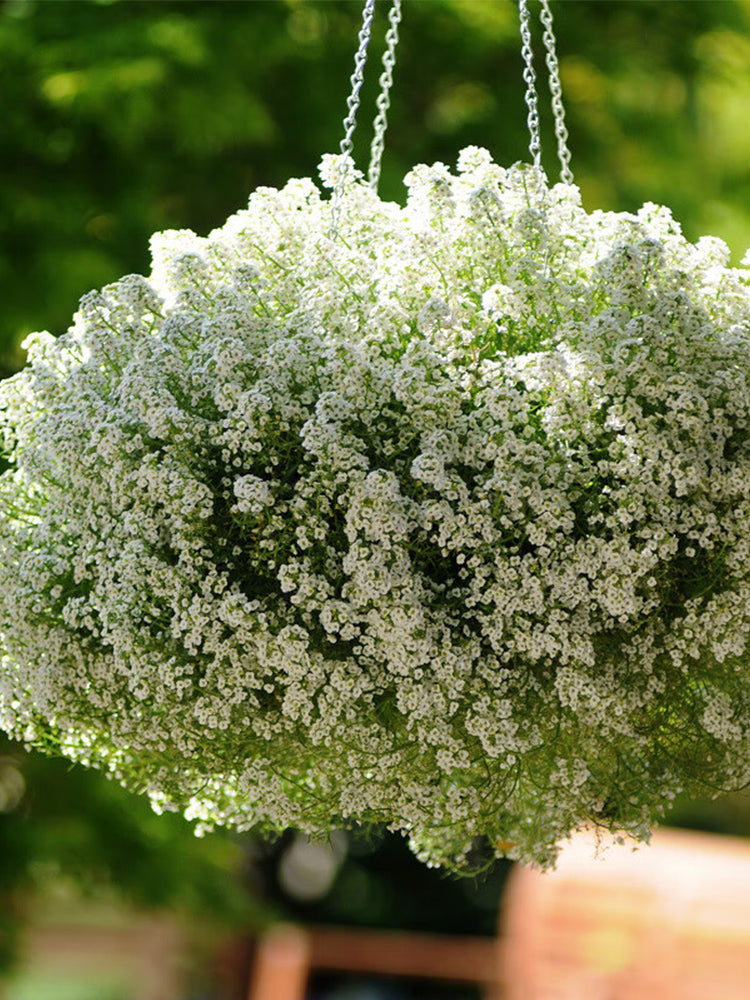 White Sweet Alyssum (Lobularia maritima)