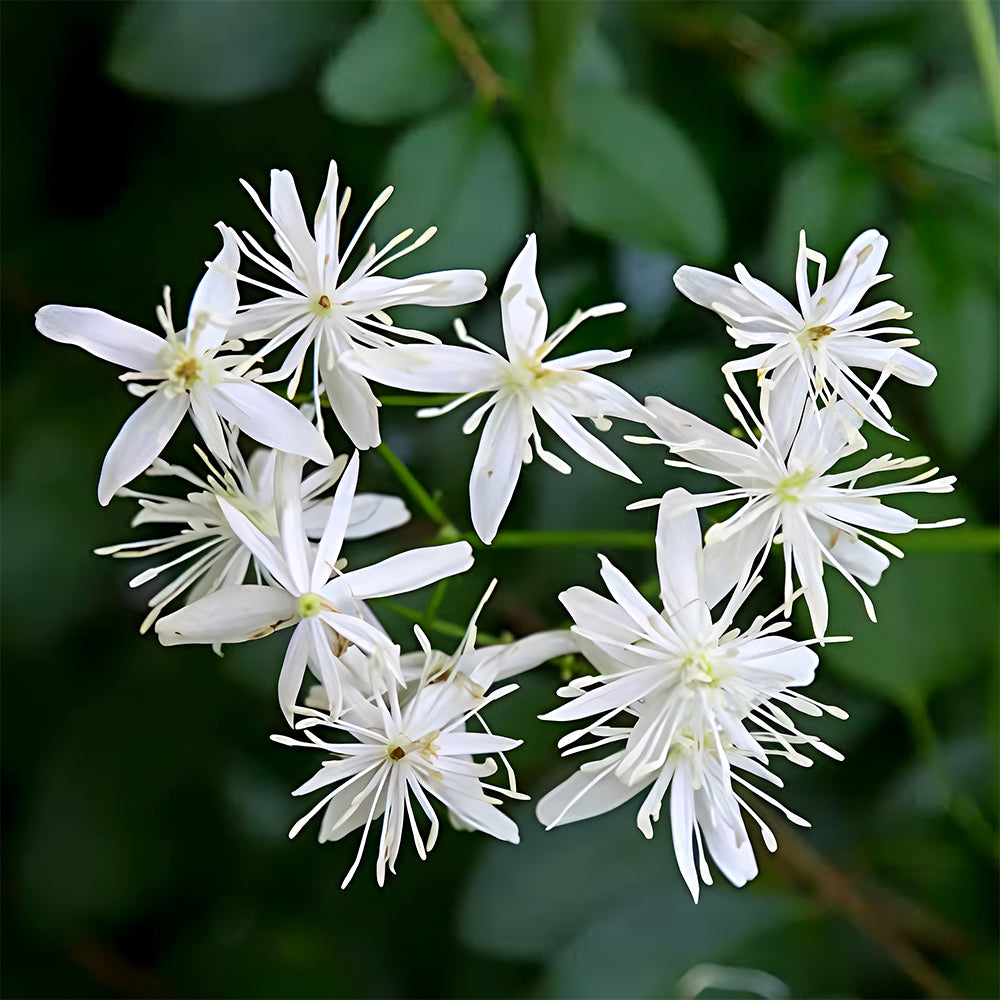 Clematis Chinensis