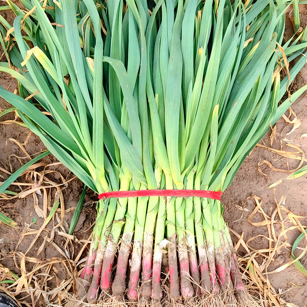 5 Bags (500 Seeds/ Bag) of Red Root Leek Seeds