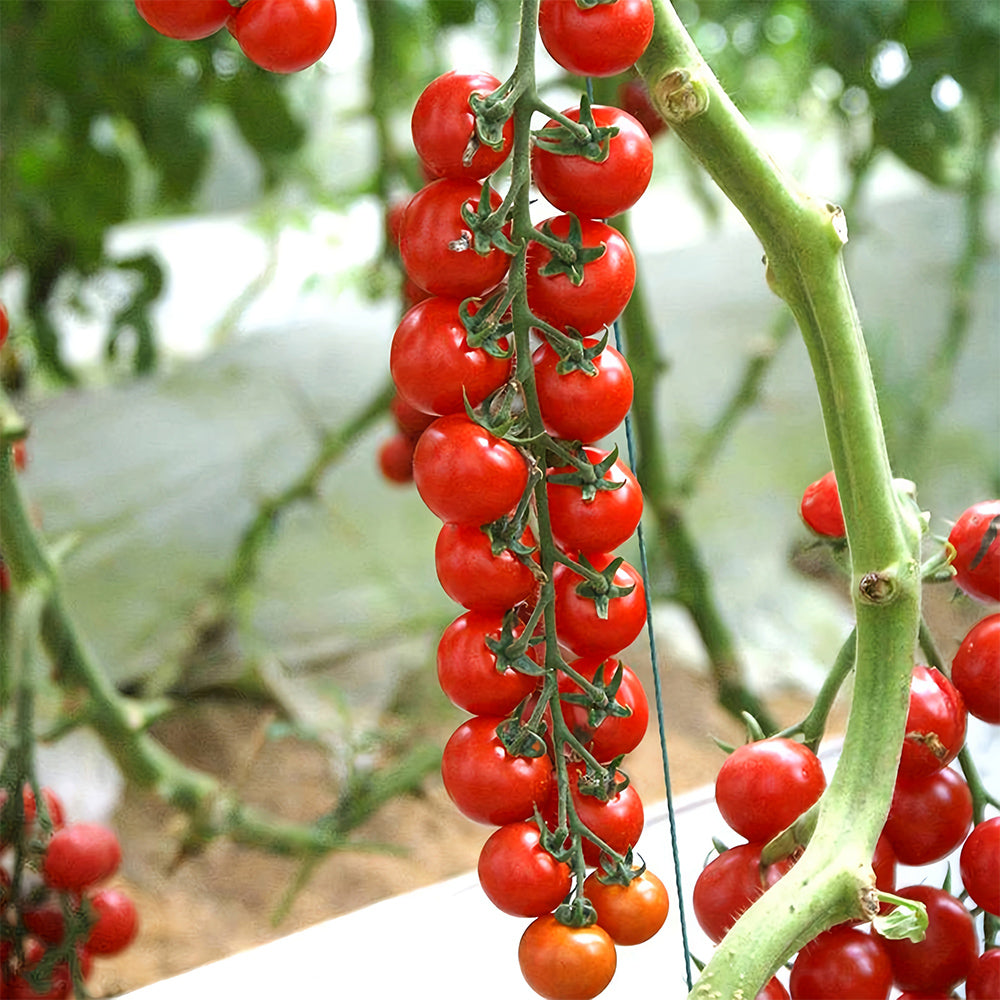 Cascade Beauty: 5 Bags (100 Seeds / Bag) of 'Waterfall' Tomatoes