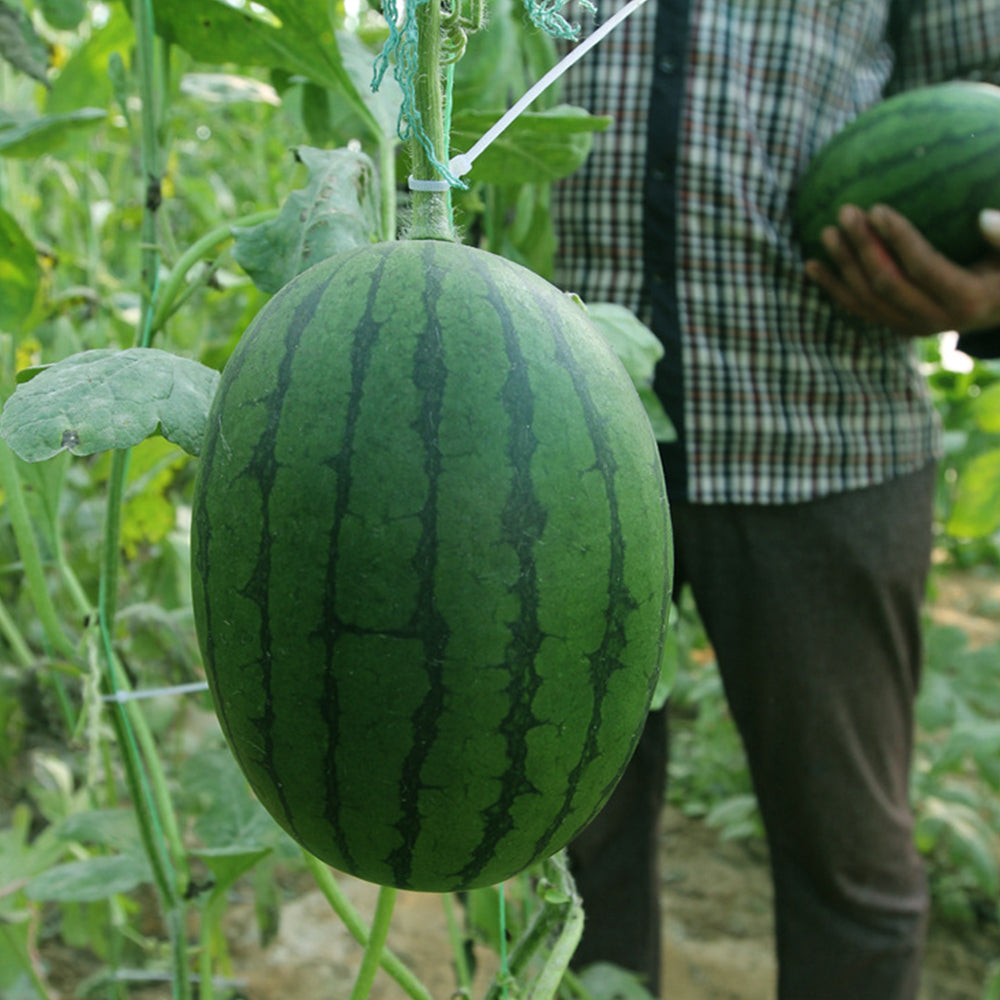 5 Bags (20 Seeds / Bag) of 'Xiaoyu Peeling' Series Watermelon Seeds