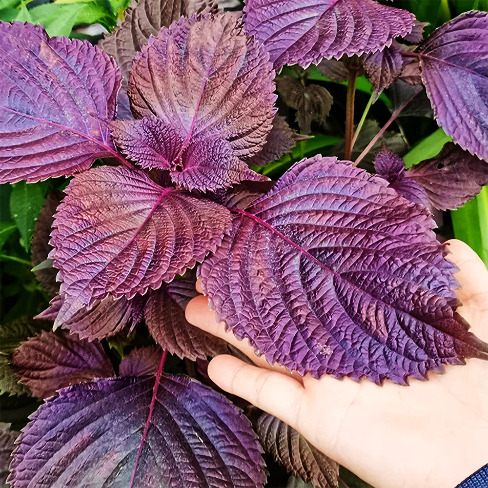Exquisite Purple Shiso Seeds - Versatile Edible Spice