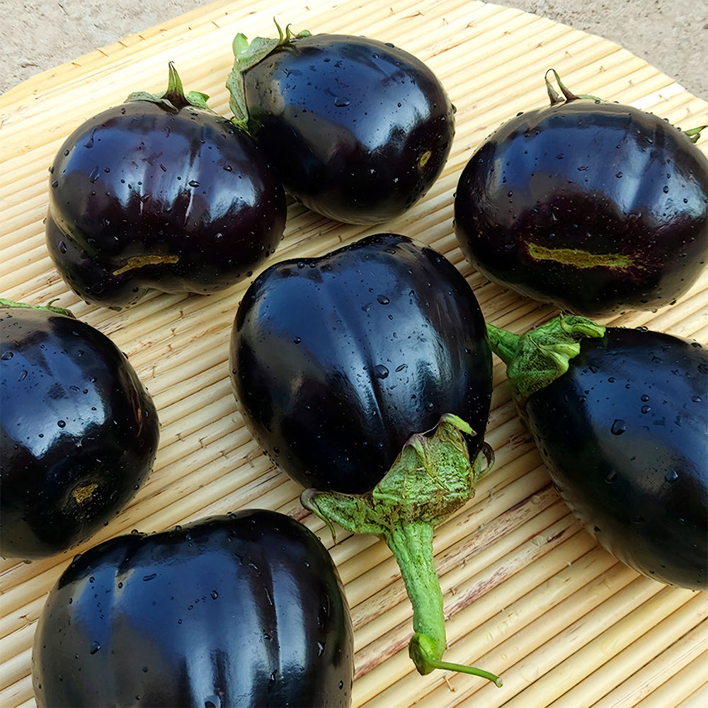 5 Bags (200 Seeds/Bag) of Black Beauty Eggplant Seeds