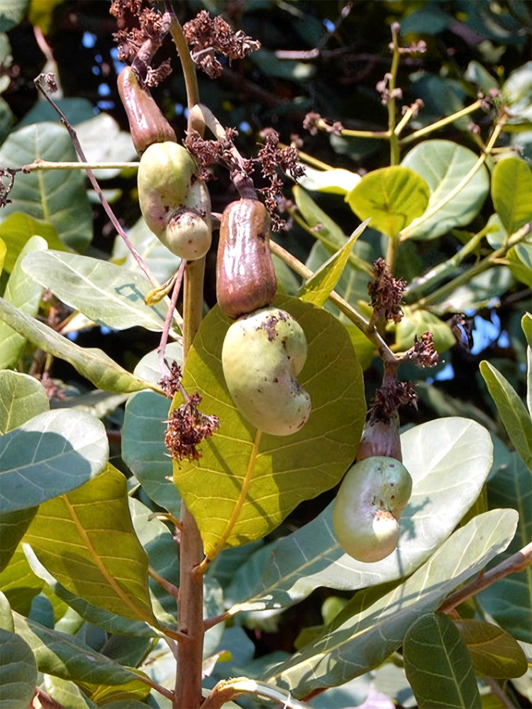 Cashew Tree