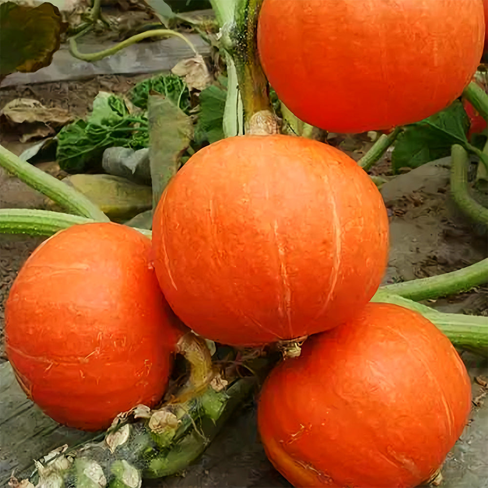5 Bags of Red Babe Chestnut Pumpkin Seeds