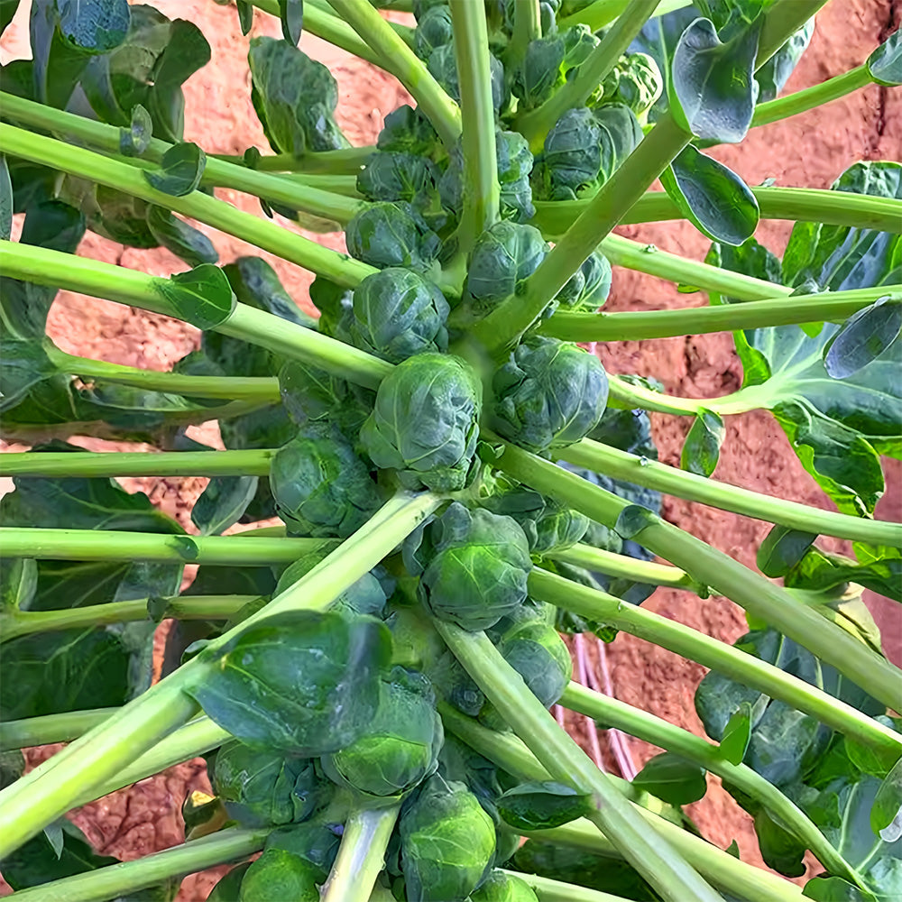 Jingyan® Brussels Sprout Seeds
