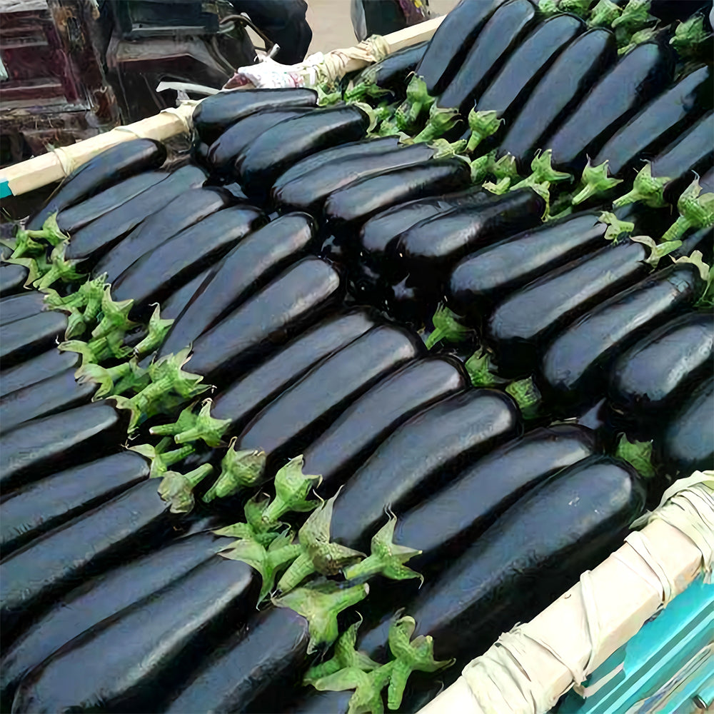 5 Bags (400 Seeds/Bag) of 'Glossy Black' Long Eggplant Seeds