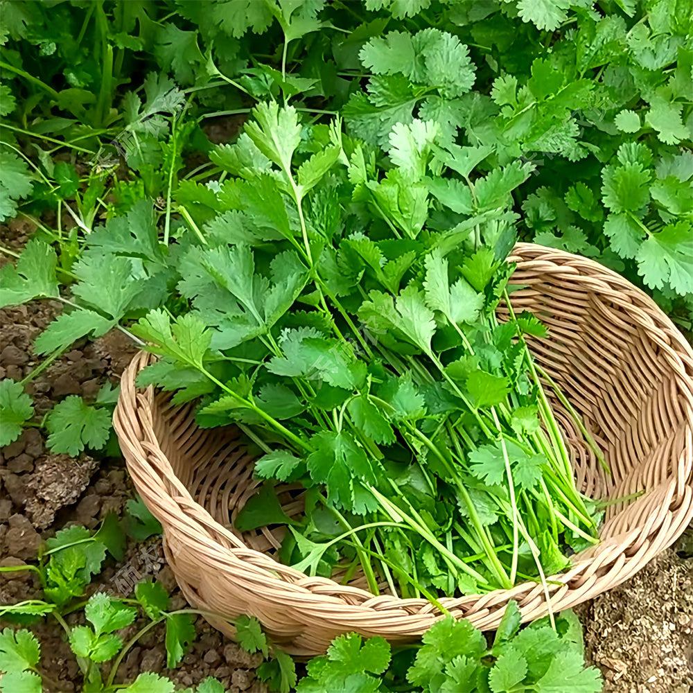 Jingyan® Fast-growing Coriander Seeds