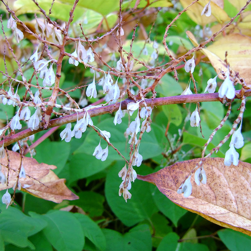 Bellfarm® Reynoutria japonica Seeds