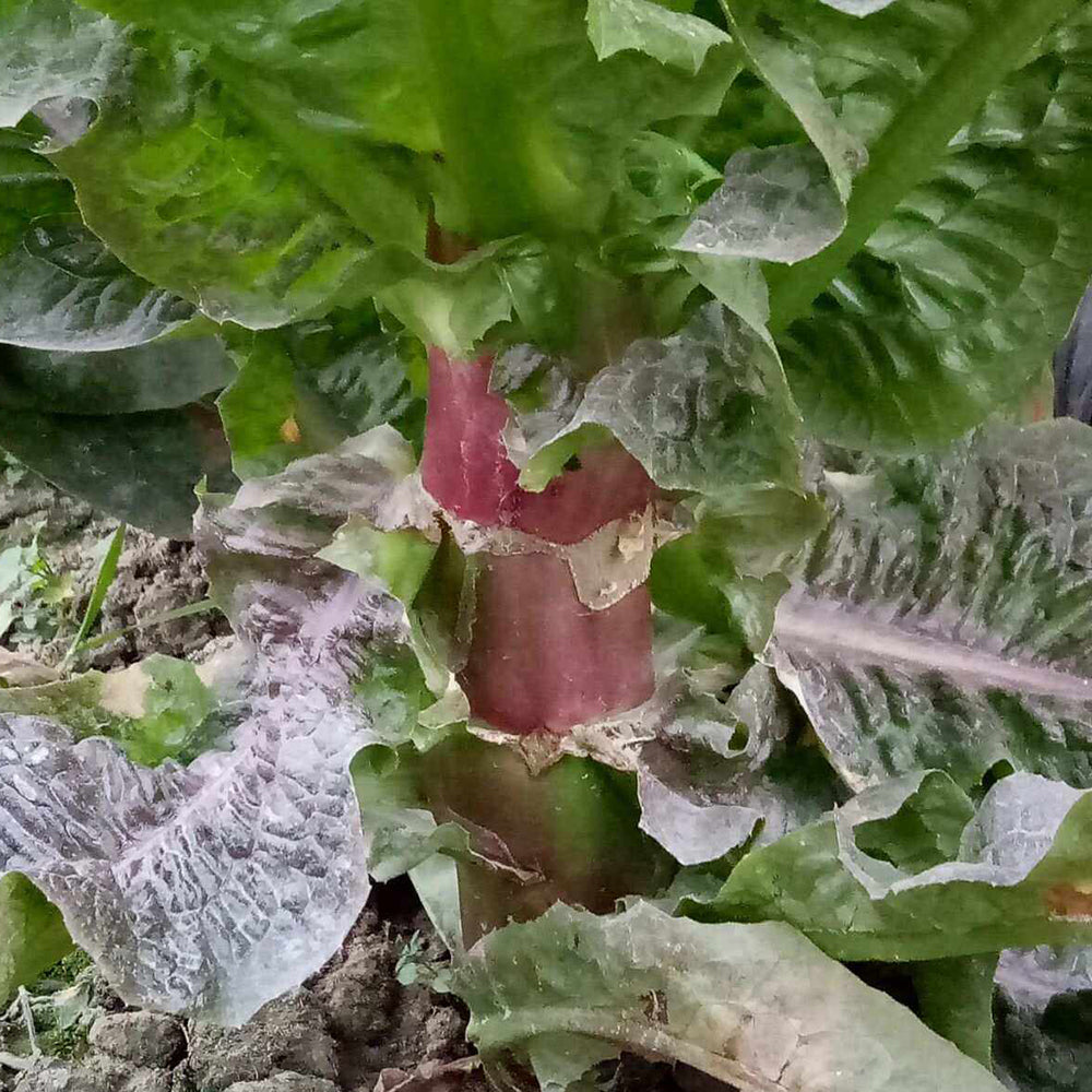 5 Bags (2000 Seeds / Bag) Red Asparagus Lettuce Seeds