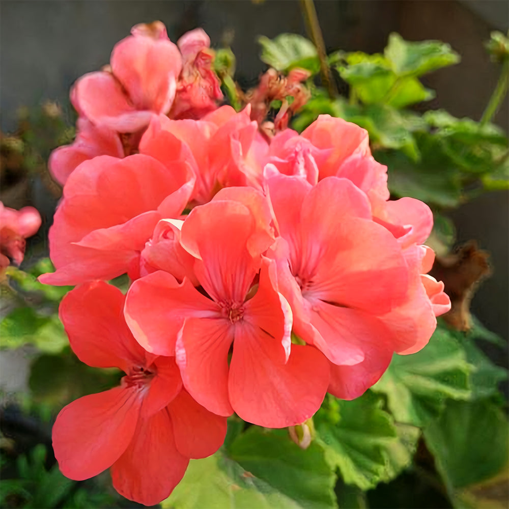Geranium Seeds - Hrizon Coral Spice