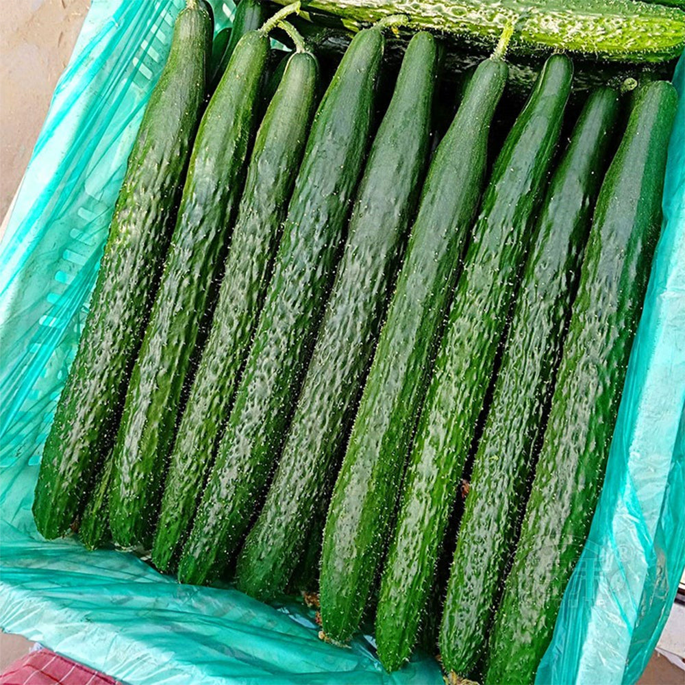 Classic Harvest: 5 Bags (60 Seeds/Bag) of 'Jinyan No.4' Thorny Green Cucumbers