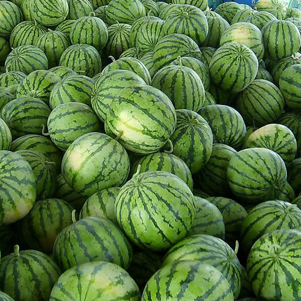 5 Bags (50 Seeds / Pack) of 'Apis Forea' Series Bonsai Watermelon Seeds